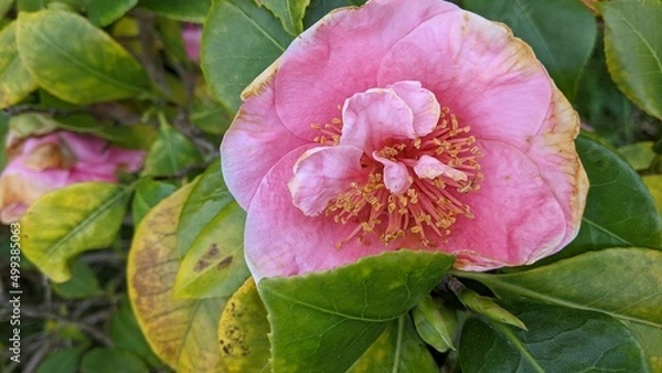 Obraz pink rose flower