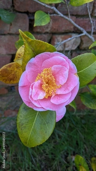 Obraz pink lotus flower