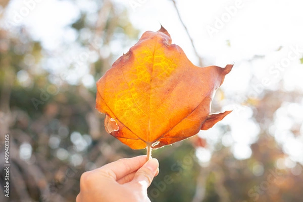 Fototapeta Autumn maple leaf in hand with sunny bokeh background.