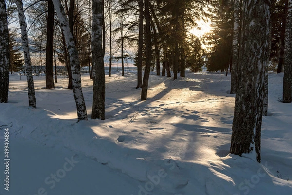Obraz snow covered trees