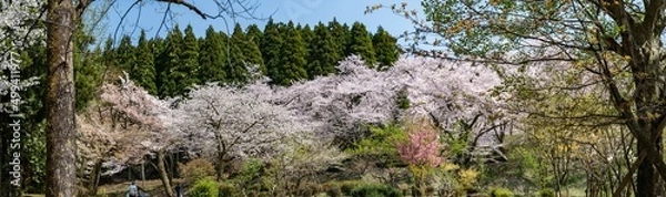 Fototapeta 樹木公園は桜の世界