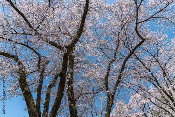 Obraz 樹木公園は桜の世界
