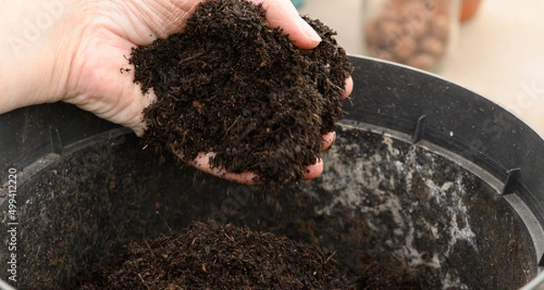Obraz Pflanzerde mit der Hand ausbringen