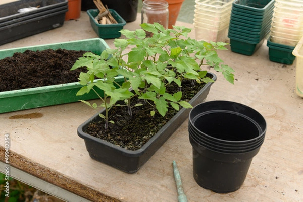 Obraz Tomatenanzucht