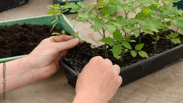 Obraz junge Tomatenpflanzen