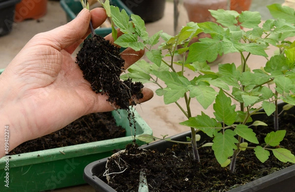 Obraz junge Tomatenpflanzen