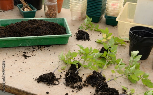 Obraz Gartenarbeit mit Jungpflanzen