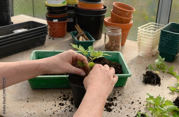 Obraz Jungpflanzen vorbereiten