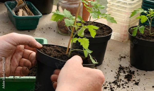 Obraz getopfte Tomatenpflanze