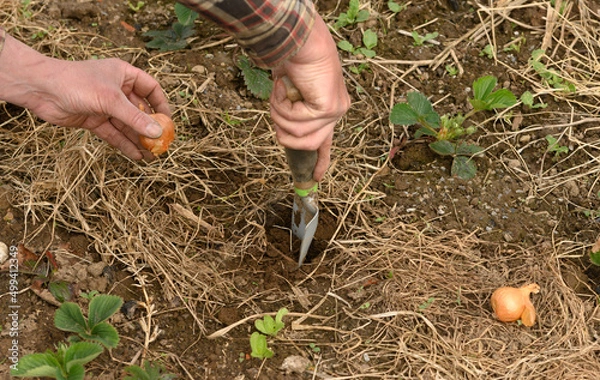 Obraz Pflanzloch vorbereiten