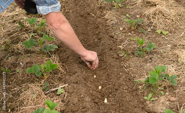 Obraz Pflanzknoblauch ausbringen
