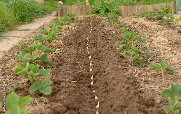 Obraz eine Reihe Pflanzknoblauch