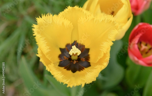 Obraz geöffnete gelbe Tulpenblüte