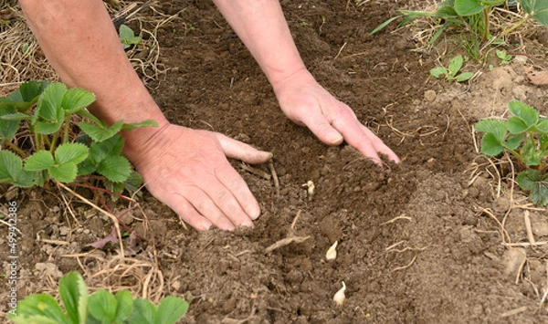 Obraz Pflanzknoblauch stecken