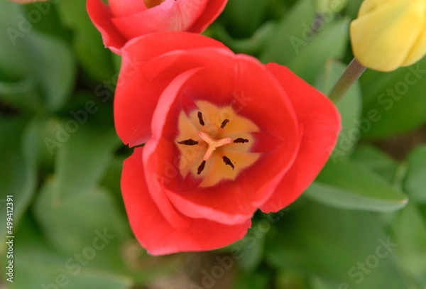 Obraz geöffnete rote Tulpenblüte