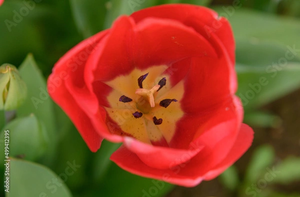 Obraz geöffnete rote Tulpe