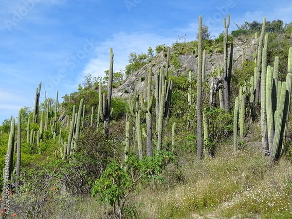 Obraz cactus