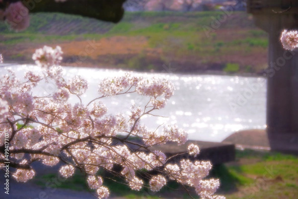 Fototapeta 河川敷の桜