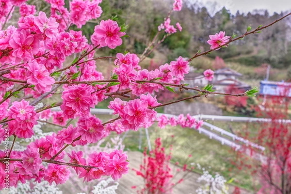 Fototapeta 花やしき公園