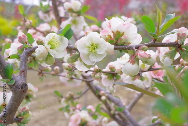 Fototapeta ボケの花の色違い