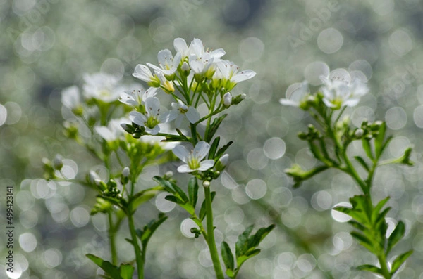 Obraz Fleurs de cresson des fontaines, Nasturtium officinale