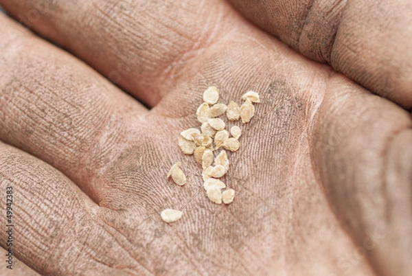 Obraz Sowing Tomato Seeds into Soil.