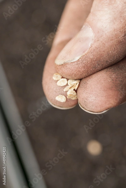 Obraz Sowing Tomato Seeds into Soil.