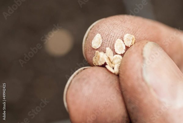 Obraz Sowing Tomato Seeds into Soil.