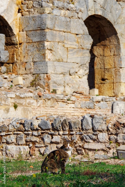 Obraz エフェソス遺跡の野良猫