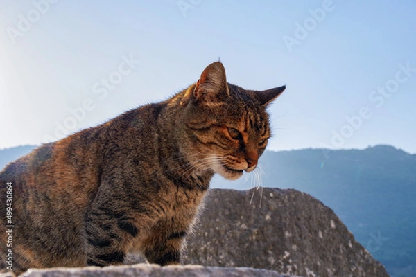 Obraz エフェソス遺跡の野良猫