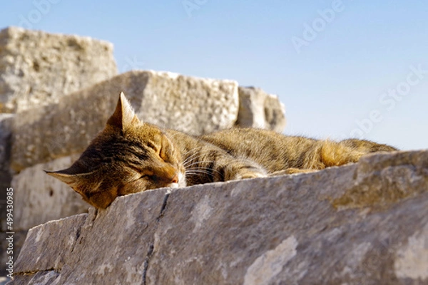 Obraz エフェソス遺跡の野良猫