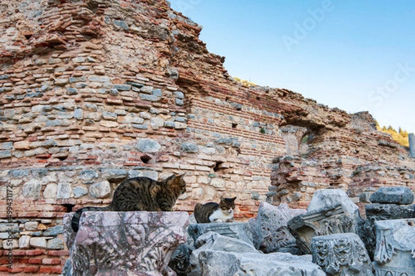 Obraz エフェソス遺跡の野良猫