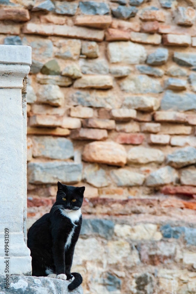 Obraz エフェソス遺跡の野良猫