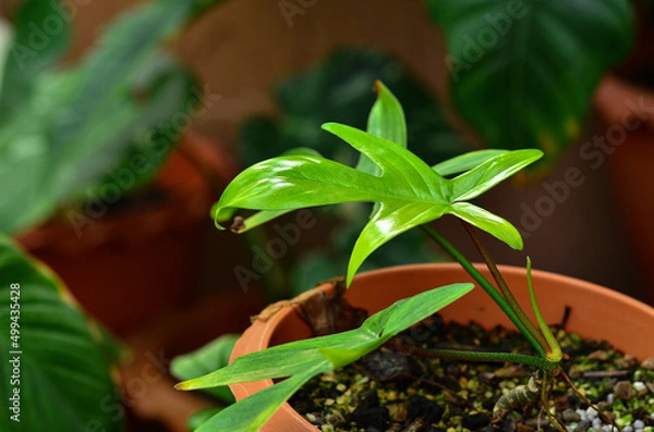 Obraz Beautiful Philodendron florida ghost