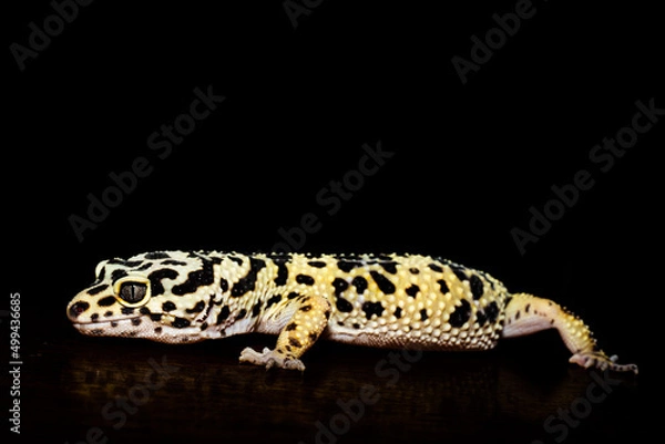 Obraz leopard gecko isolated on black background