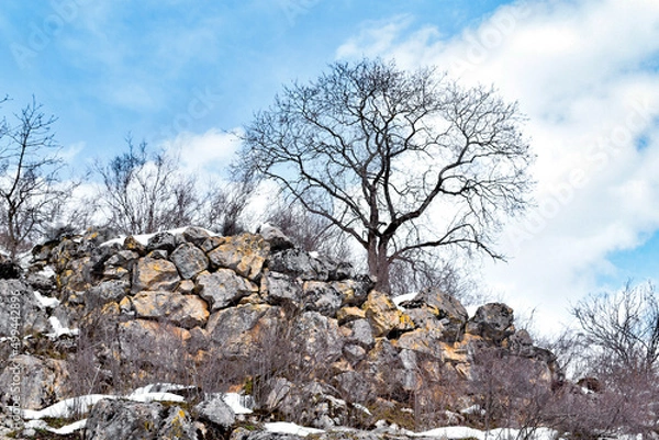 Fototapeta tree in winter