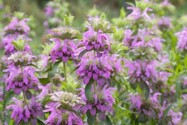 Fototapeta Lush thickets of Monarda citriodora - plants with showy lilac flowers and strong minty smell of leaves, used in cooking for tea and seasoning, honey plant.