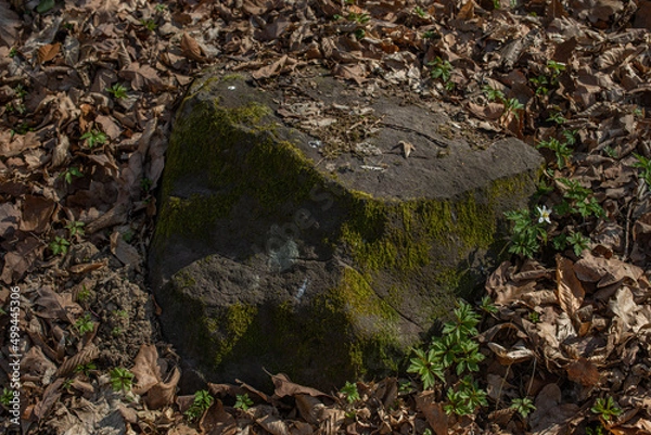 Fototapeta The big stone is in a beautiful forest.