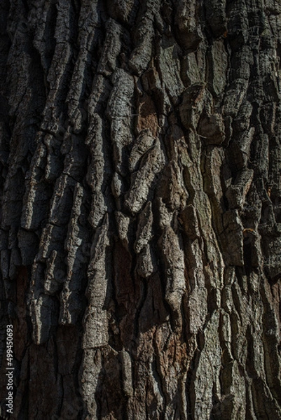 Fototapeta This is the textured bark of the tree.