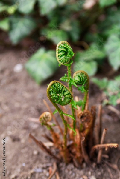 Fototapeta Opening fern leaves in a spring garden, Moldova. Fern and ivy in spring.