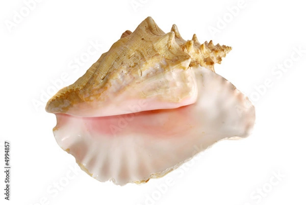 Fototapeta Sea shell