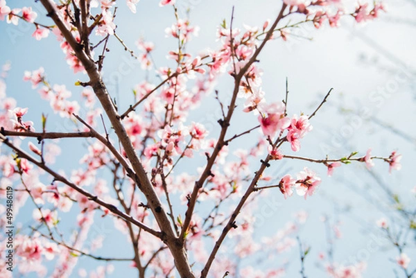 Fototapeta Selective focus of beautiful branches, pink blooming peach or apricot on a tree under a blue sky, Beautiful cherry blossoms during the spring season in the park. The texture of the floral pattern.