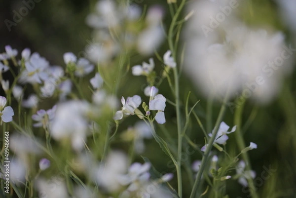Obraz spring white flower