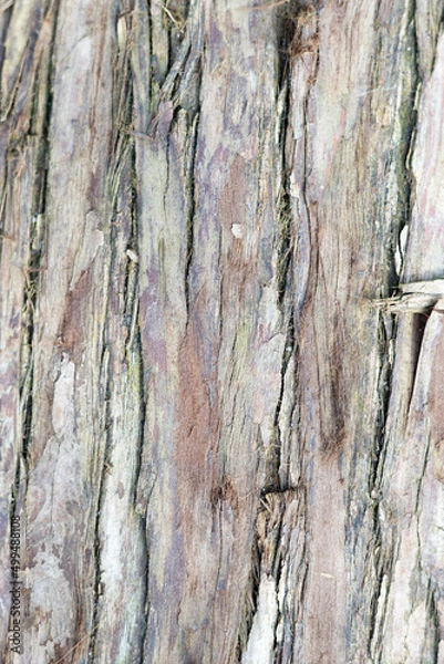 Fototapeta close up wood grain background texture