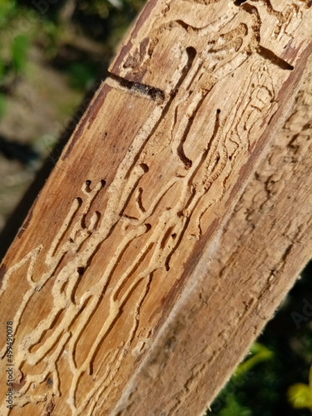 Obraz Damaged wood plank