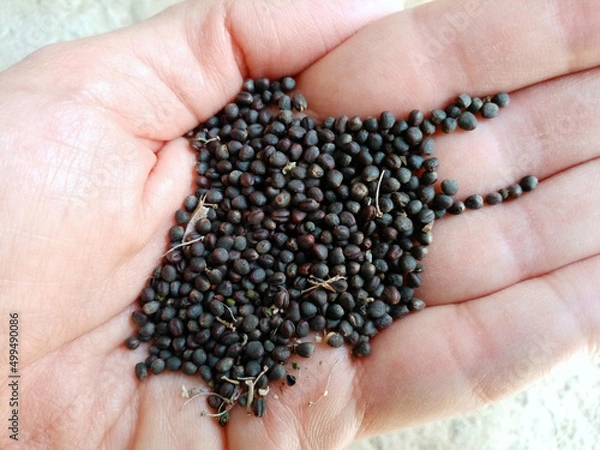Obraz Collard seeds
