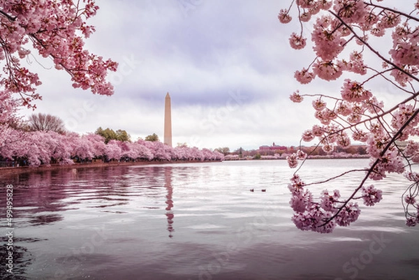 Fototapeta The Washington Monument at springtime with the Japanese Cherry Blossoms blooming.