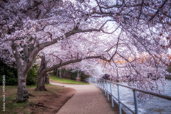 Obraz Japanese Cherry Blossoms along the Tidal Basin in Washington DC