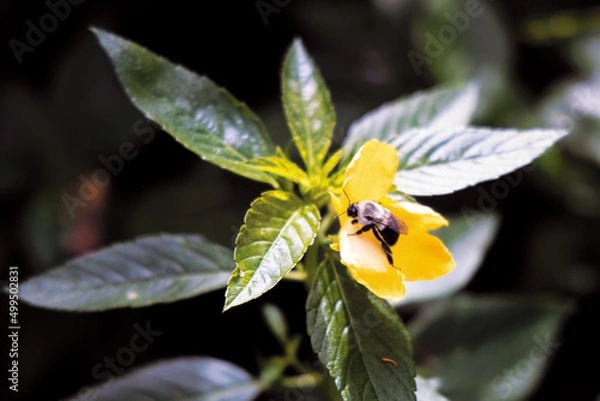Fototapeta Bee on a Buttercup