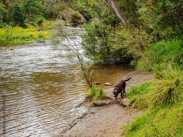Fototapeta Chocolate Dog